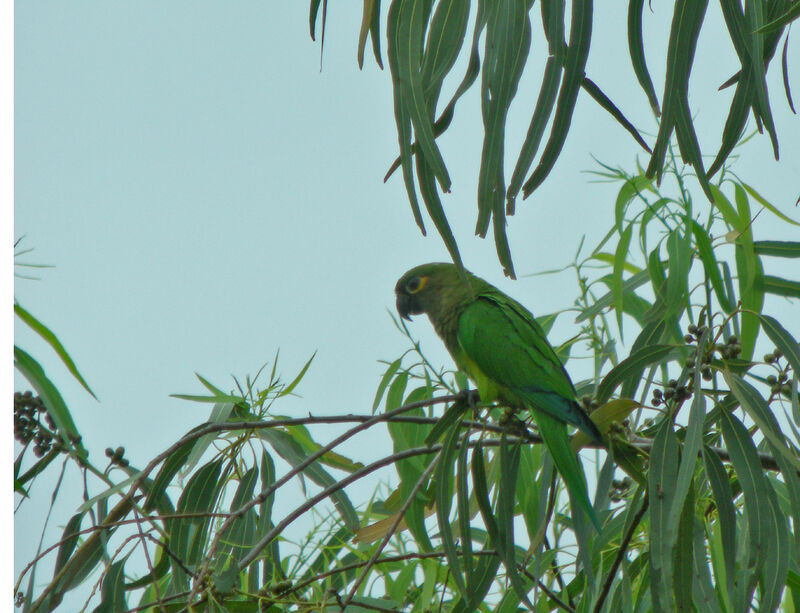 Brown-throated Parakeet