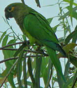 Conure cuivrée
