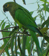 Conure cuivrée