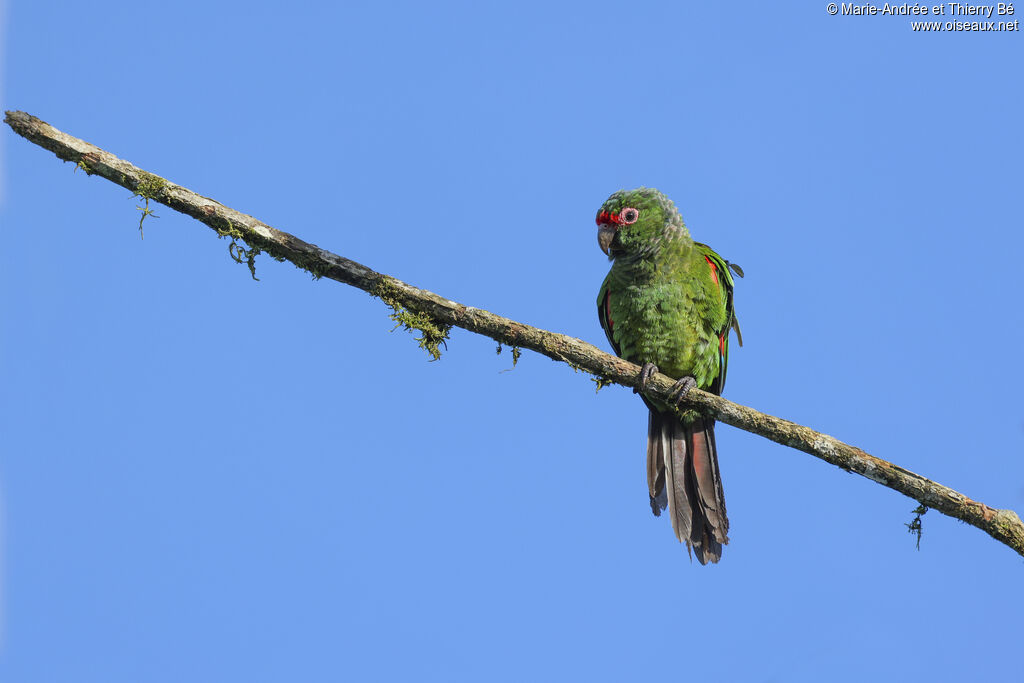 Conure d'Orcès