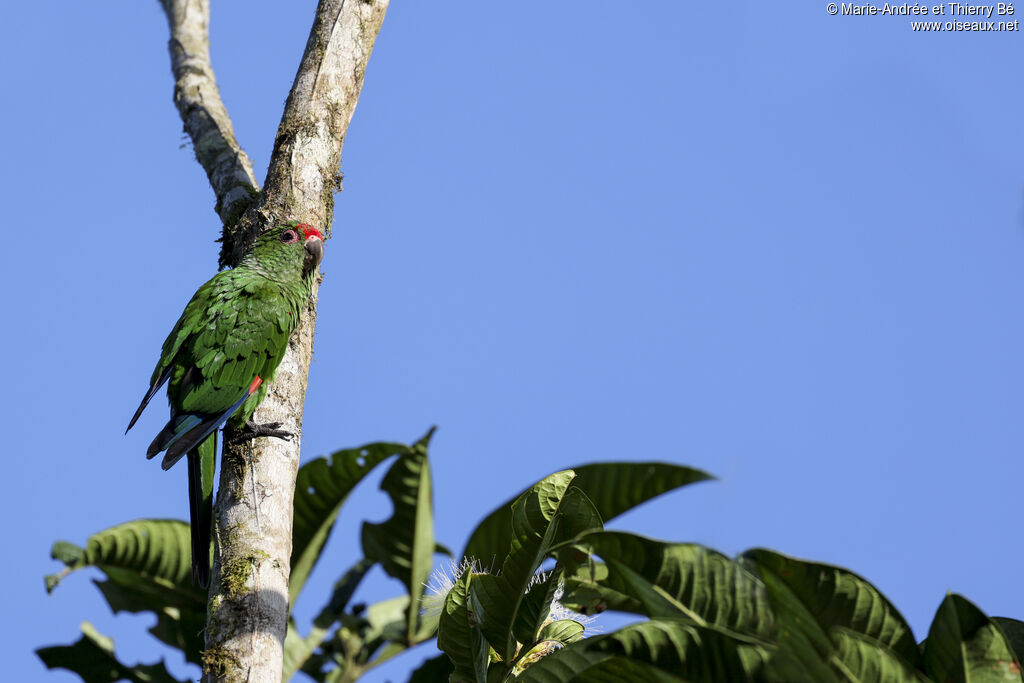 Conure d'Orcès