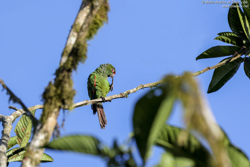 Conure d'Orcès