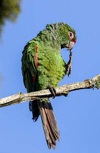 Conure d'Orcès