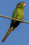 Conure de Cuba