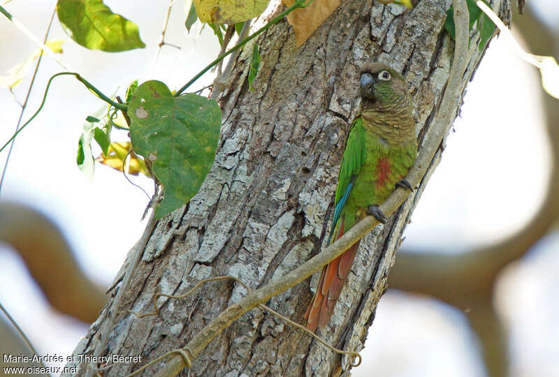 Conure de Deville