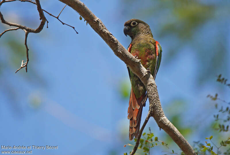 Blaze-winged Parakeet