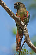 Conure de Deville