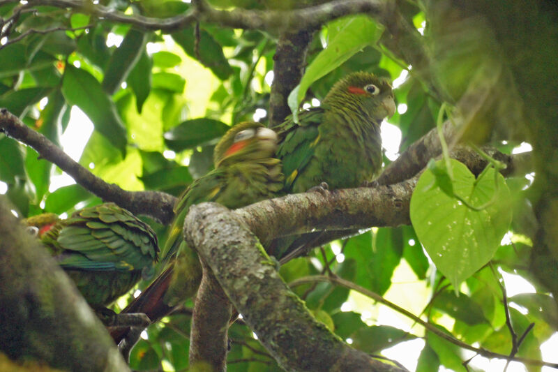 Conure de Hoffmann