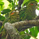 Conure de Hoffmann