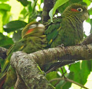 Sulphur-winged Parakeet