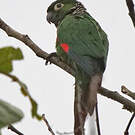 Conure de Souancé