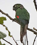 Conure de Souancé