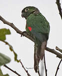 Conure de Souancé