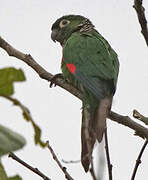 Maroon-tailed Parakeet