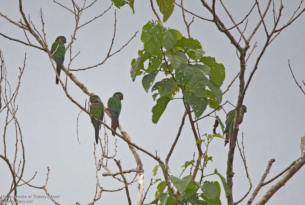 Conure de Souancé, habitat, pigmentation, Comportement