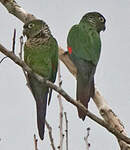 Conure de Souancé