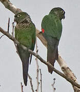 Conure de Souancé