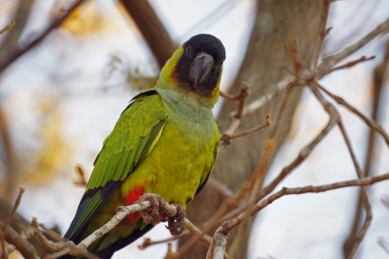 Nanday Parakeet