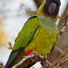 Conure nanday
