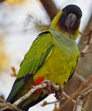 Conure nanday