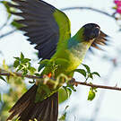 Conure nanday