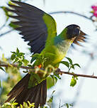 Conure nanday