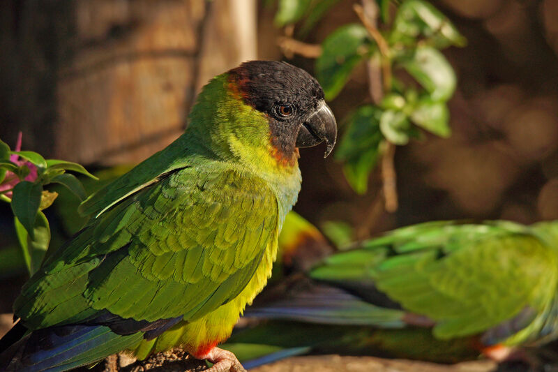 Conure nanday