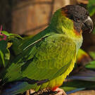 Conure nanday