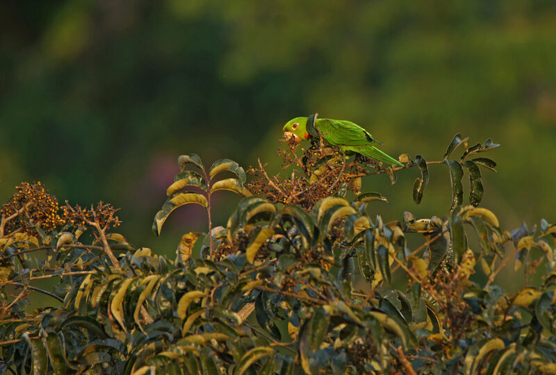 White-eyed Parakeet