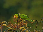 Conure pavouane