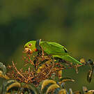 Conure pavouane