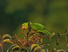 White-eyed Parakeet