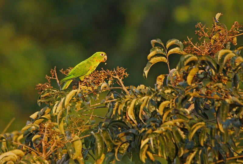 White-eyed Parakeet