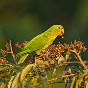 Conure pavouane