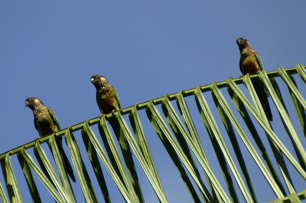 Conure versicolore