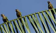 Conure versicolore