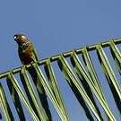 Conure versicolore