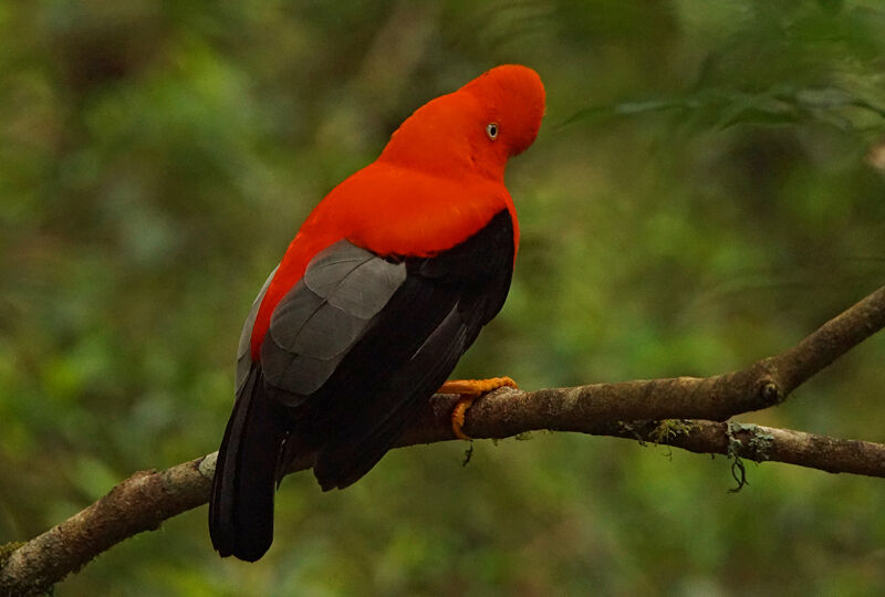 Andean Cock-of-the-rock male