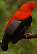 Andean Cock-of-the-rock