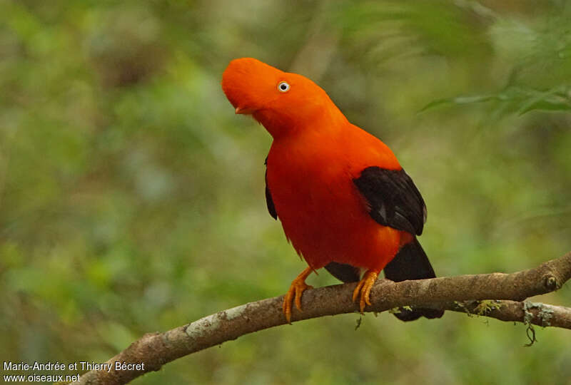 Andean Cock-of-the-rock male adult, close-up portrait, Behaviour