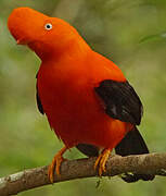 Andean Cock-of-the-rock