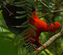 Andean Cock-of-the-rock