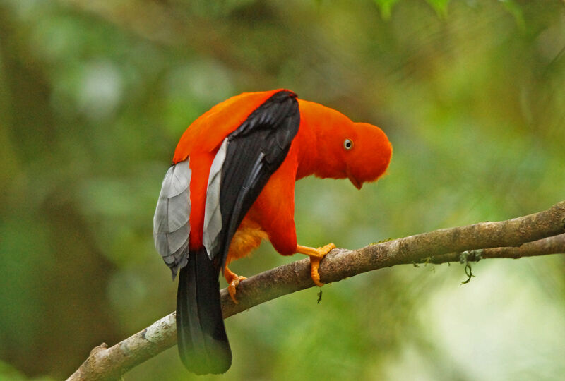 Andean Cock-of-the-rock male