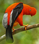 Andean Cock-of-the-rock