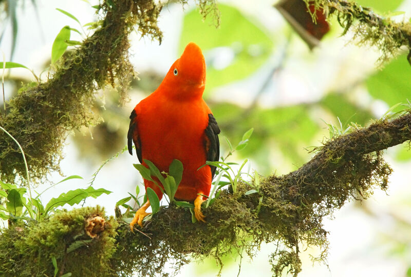 Andean Cock-of-the-rock male