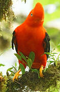 Andean Cock-of-the-rock