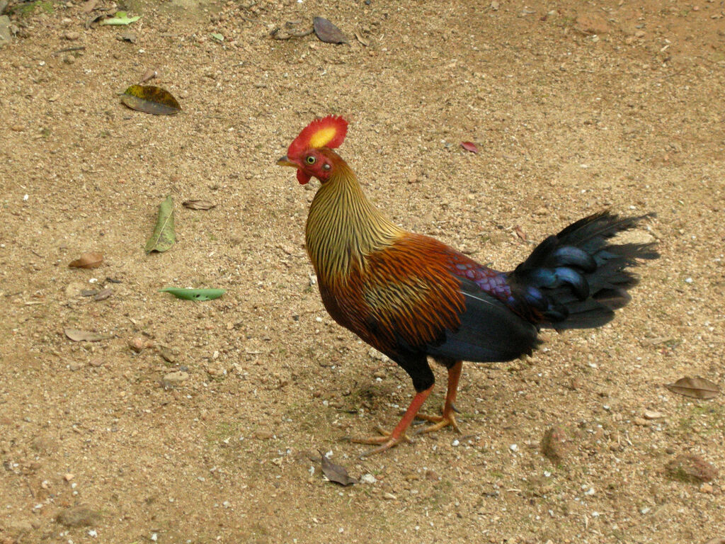 Sri Lanka Junglefowl