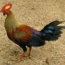 Coq de Lafayette