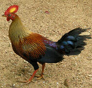 Sri Lanka Junglefowl