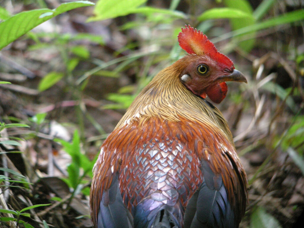 Sri Lanka Junglefowl